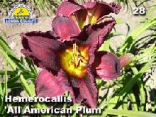 hemerocallis_28_all_american_plum_det2_copia.jpg