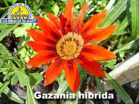 gazania_hibrida_roja_det1flor2_copia.jpg